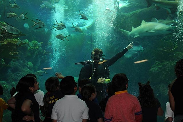  Explore the underwater world at Florida Aquarium